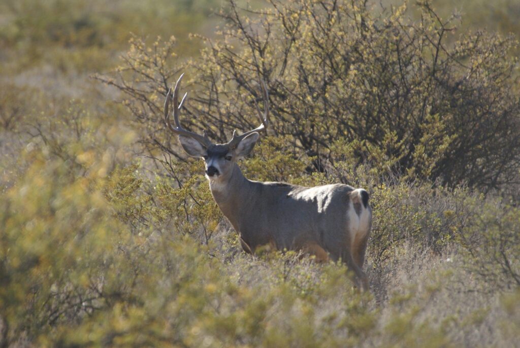 Mule Deer in Texas: Diet, Habitat, and How to Actually Help Them Thrive 2 mule deer